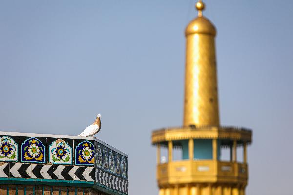 کبوتر حرم امام رضا (علیه‌السلام)