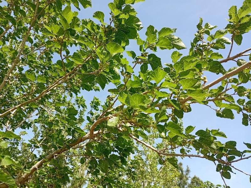 درخت و میوه توت سفید