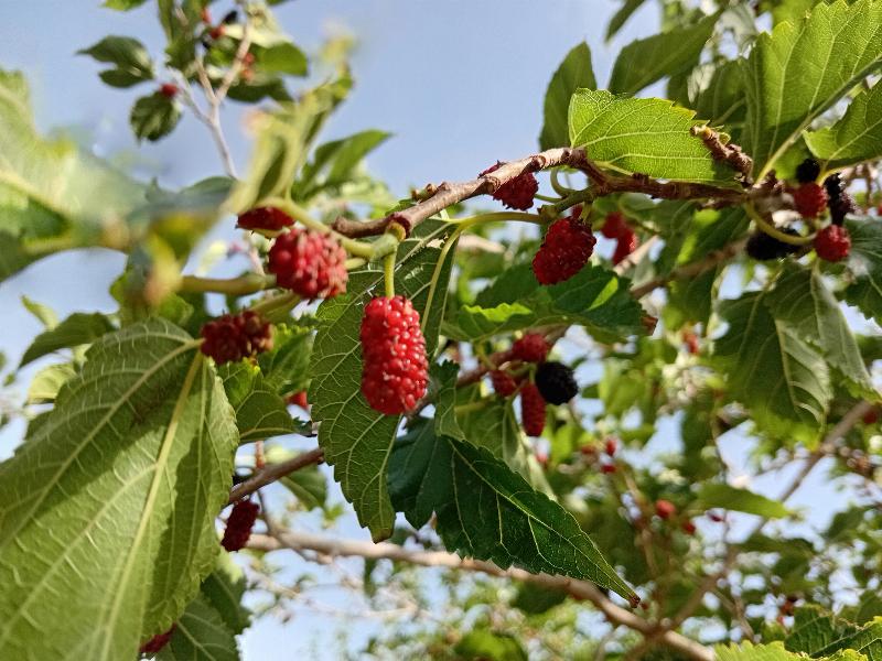 درخت و میوه توت قرمز