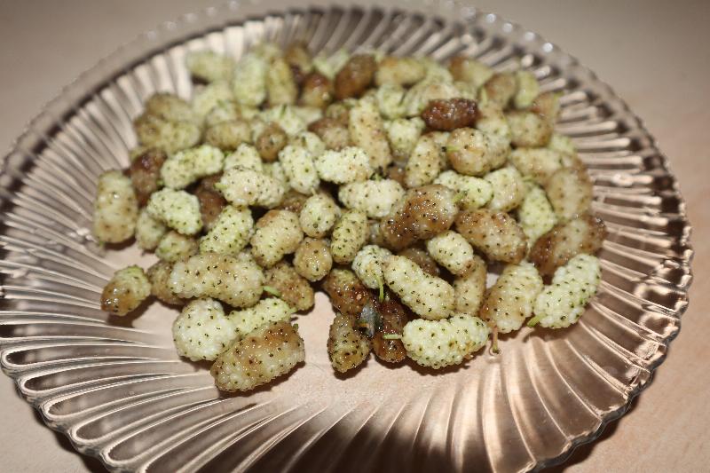 توت سفید