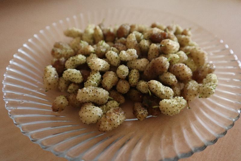 توت سفید