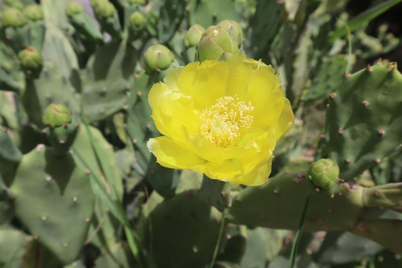 گل کاکتوس اپونتیا (گلابی خاردار)